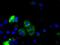 Cytochrome P450 Family 1 Subfamily A Member 2 antibody, NBP2-02563, Novus Biologicals, Immunofluorescence image 