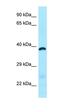 Aldo-Keto Reductase Family 1 Member A1 antibody, orb331284, Biorbyt, Western Blot image 