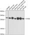 Calbindin 2 antibody, 23-912, ProSci, Western Blot image 