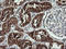 Anaphase-promoting complex subunit 11 antibody, LS-C338088, Lifespan Biosciences, Immunohistochemistry frozen image 