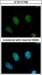 Chromodomain Y Like antibody, LS-C155509, Lifespan Biosciences, Immunofluorescence image 