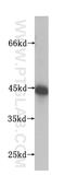 UBX domain-containing protein 1 antibody, 16135-1-AP, Proteintech Group, Western Blot image 