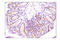Mitogen-Activated Protein Kinase 13 antibody, 4511L, Cell Signaling Technology, Immunohistochemistry paraffin image 