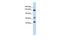 Bromodomain Containing 8 antibody, PA5-40825, Invitrogen Antibodies, Western Blot image 
