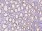 Zinc finger protein castor homolog 1 antibody, 205727-T08, Sino Biological, Immunohistochemistry frozen image 