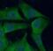 Cathepsin B antibody, FNab01304, FineTest, Immunofluorescence image 