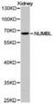 NUMBL antibody, PA5-37396, Invitrogen Antibodies, Western Blot image 