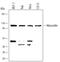 Myocardin antibody, MAB4028, R&D Systems, Western Blot image 