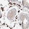 Synaptotagmin Like 5 antibody, NBP1-90926, Novus Biologicals, Immunohistochemistry frozen image 