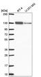 Cullin Associated And Neddylation Dissociated 1 antibody, HPA055748, Atlas Antibodies, Western Blot image 