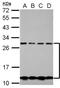CSH1 antibody, NBP2-16019, Novus Biologicals, Western Blot image 