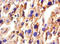 Zonulin antibody, A52142-100, Epigentek, Immunohistochemistry paraffin image 