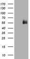 CD2 antibody, TA800673, Origene, Western Blot image 