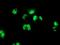 PBX1 antibody, NBP2-00872, Novus Biologicals, Immunofluorescence image 