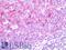 BCL2 Like 11 antibody, LS-B10712, Lifespan Biosciences, Immunohistochemistry frozen image 