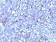 Sialophorin antibody, V2874IHC-7ML, NSJ Bioreagents, Immunohistochemistry frozen image 