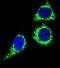 BCL10 Immune Signaling Adaptor antibody, abx025858, Abbexa, Flow Cytometry image 