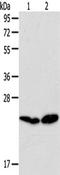 Ras-related protein Rab-5C antibody, TA322723, Origene, Western Blot image 