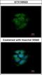 Mitogen-Activated Protein Kinase 9 antibody, GTX105523, GeneTex, Immunocytochemistry image 