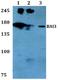 Brain-specific angiogenesis inhibitor 3 antibody, A12861, Boster Biological Technology, Western Blot image 