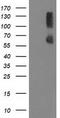 Protein phosphatase 1G antibody, TA502232S, Origene, Western Blot image 