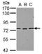 Splicing Regulatory Glutamic Acid And Lysine Rich Protein 1 antibody, GTX117248, GeneTex, Western Blot image 