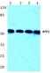 CREB2 antibody, AP06020PU-N, Origene, Western Blot image 