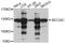 Protein transport protein Sec24C antibody, abx126522, Abbexa, Western Blot image 
