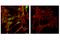 Cyclin D1 antibody, 55506T, Cell Signaling Technology, Immunofluorescence image 