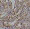 KIT Ligand antibody, FNab10327, FineTest, Immunohistochemistry frozen image 