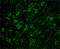 Bradykinin Receptor B2 antibody, ADI-905-747-100, Enzo Life Sciences, Immunohistochemistry frozen image 