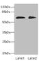 Zinc Finger Protein 529 antibody, A63924-100, Epigentek, Western Blot image 