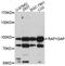 Rap1 GTPase-activating protein 1 antibody, abx126456, Abbexa, Western Blot image 