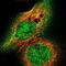 Ectodysplasin-A receptor-associated adapter protein antibody, NBP1-86440, Novus Biologicals, Immunofluorescence image 