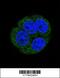 Leukotriene A4 Hydrolase antibody, 61-546, ProSci, Immunofluorescence image 