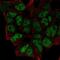 Zinc Finger Protein 460 antibody, NBP2-56515, Novus Biologicals, Immunofluorescence image 
