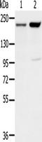 Lysine-specific demethylase 5A antibody, TA351586, Origene, Western Blot image 