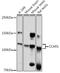 Cell Division Cycle And Apoptosis Regulator 1 antibody, GTX65837, GeneTex, Western Blot image 