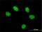 Forkhead Box Q1 antibody, H00094234-M07, Novus Biologicals, Immunofluorescence image 