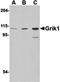 Glutamate Ionotropic Receptor Kainate Type Subunit 1 antibody, orb74906, Biorbyt, Western Blot image 