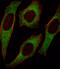Insulin receptor substrate 2 antibody, abx033681, Abbexa, Immunohistochemistry frozen image 