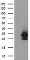 Eukaryotic Translation Initiation Factor 4E Family Member 2 antibody, TA502404, Origene, Western Blot image 