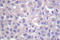 Phospholipase C Gamma 2 antibody, LS-C176295, Lifespan Biosciences, Immunohistochemistry frozen image 