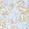 Bone morphogenetic protein 3 antibody, abx007127, Abbexa, Western Blot image 