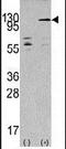 Serine/threonine-protein kinase TAO3 antibody, PA5-13735, Invitrogen Antibodies, Western Blot image 