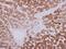 Glycyl-TRNA Synthetase antibody, PA5-30038, Invitrogen Antibodies, Immunohistochemistry frozen image 