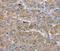 Sterile Alpha Motif Domain Containing 9 Like antibody, MBS2519009, MyBioSource, Immunohistochemistry frozen image 