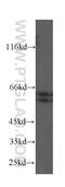 Akt antibody, 60203-1-Ig, Proteintech Group, Western Blot image 
