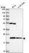 Mitochondrial Ribosomal Protein L47 antibody, NBP2-55844, Novus Biologicals, Western Blot image 