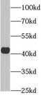 RAGE antibody, FNab09951, FineTest, Western Blot image 